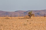 Greater Kudu (Tragelaphus Strepsiceros)