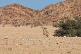 Cape Giraffe (Giraffa Camelopardalis Giraffa), Namibia