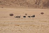 Flock of Ostriches (Struthio Camelus)