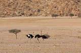 Three Ostriches (Struthio Camelus)