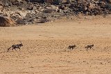 South African Oryx (Oryx Gazella)