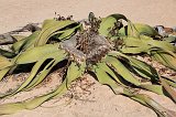Male Welwitschia Mirabilis, Welwitschia Plain, Namibia