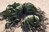 Female Welwitschia Mirabilis, Welwitschia Plain, Namibia