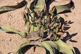 Female Cones of Welwitschia Mirabilis, Welwitschia Plain, Namibia