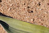 Welwitschia Bug (Probergrothius Angolensis)