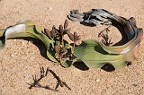 Female Cones of Welwitschia Mirabilis, Welwitschia Plain, Namibia