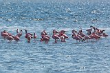 Flock of Lesser Flamingos and Greater Flamingos, Walvis Bay, Namibia