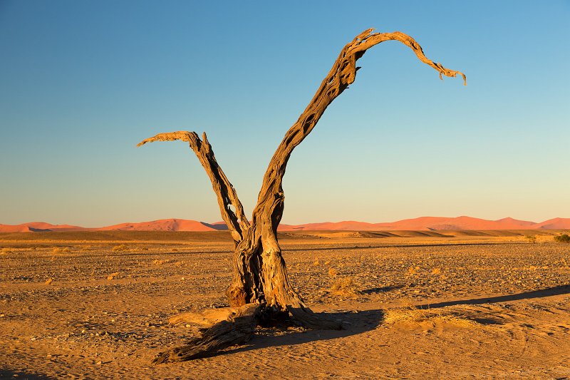 Dead Tree, Sossusvlei, Namib-Naukluft National Park, Namibia | Sossusvlei - Namibia (IMG_3304.jpg)