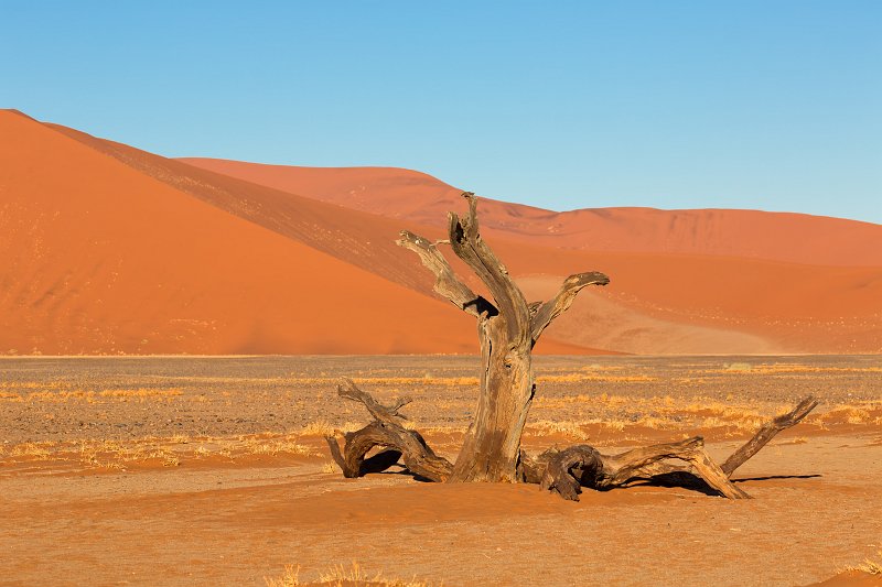 Dead Tree near Dune 45, Sossusvlei, Namib-Naukluft National Park, Namibia | Sossusvlei - Namibia (IMG_3370.jpg)