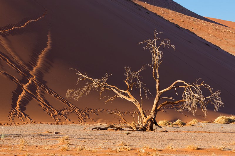 Dead Tree and Footprints, Sossusvlei, Namib-Naukluft National Park, Namibia | Sossusvlei - Namibia (IMG_3371.jpg)