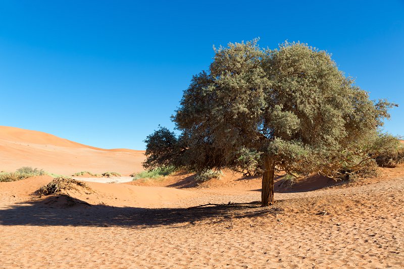 Camel Thorn (Acacia Erioloba) Tree, Sossusvlei, Namib-Naukluft National Park, Namibia | Sossusvlei - Namibia (IMG_3395.jpg)
