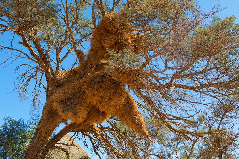 Nest of Sociable Weavers, Sossusvlei, Namib-Naukluft National Park, Namibia | Sossusvlei - Namibia (IMG_3418.jpg)