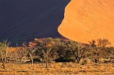 Camel Thorn Trees, Sossusvlei, Namib-Naukluft National Park, Namibia