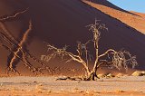 Dead Tree and Footprints, Sossusvlei, Namib-Naukluft National Park, Namibia