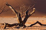 Dead Trees in front of Dune 45, Sossusvlei, Namib-Naukluft National Park, Namibia