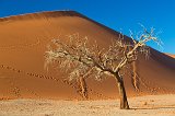 Dead Tree in front of Dune 45, Sossusvlei, Namib-Naukluft National Park, Namibia