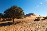 Camel Thorn Tree in front of Big Mama Dune, Sossusvlei, Namibia