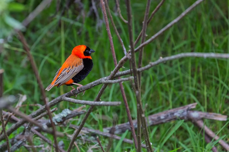 Southern Red Bishop (Euplectes orix) | Birds of Eden Sanctuary - Plettenberg Bay, South Africa (IMG_8685.jpg)