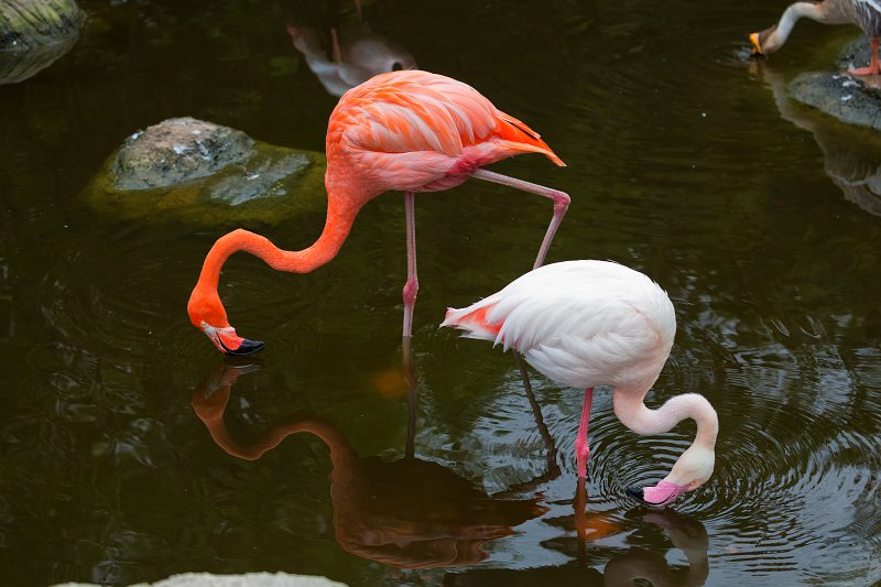 Carribean Flamingo (Phoenicopterus ruber) and Greater Flamingo (Phoenicopterus roseus) | Birds of Eden Sanctuary - Plettenberg Bay, South Africa (IMG_8723.jpg)
