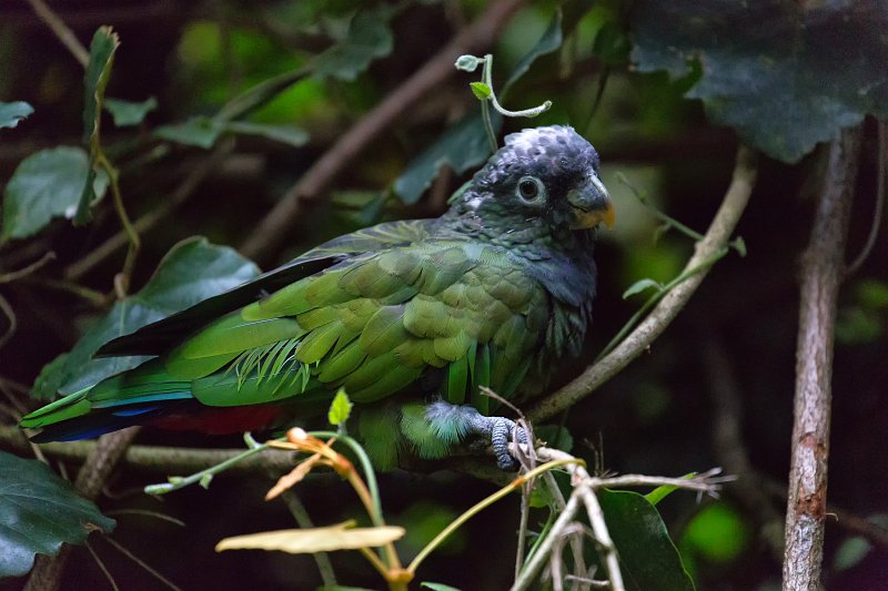 Maximilian's Pionus Parrot (Pionus maximiliani) | Birds of Eden Sanctuary - Plettenberg Bay, South Africa (IMG_8740.jpg)