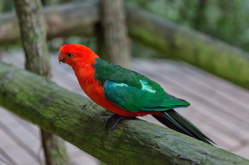 Australian King Parrot (Alisterus scapularis) | Birds of Eden Sanctuary - Plettenberg Bay, South Africa (IMG_8781.jpg)