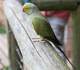 Indian-Ringneck Parakeet (Psittacula krameri manillensis)