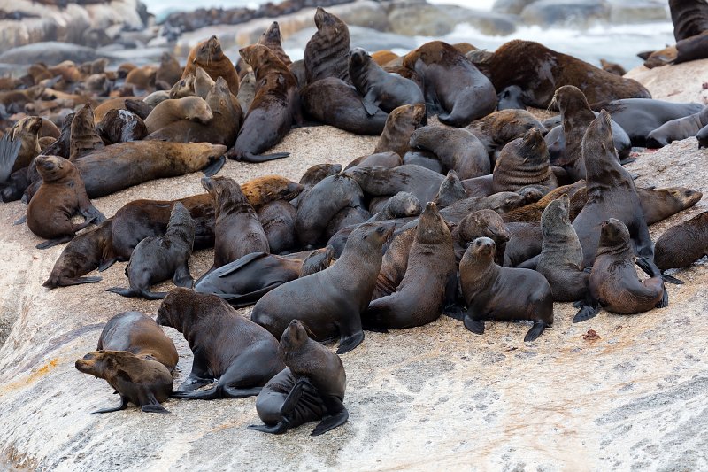 Cape Fur Seals, Duiker Island | Hout Bay and Duiker Island - Western Cape, South Africa (IMG_9138.jpg)