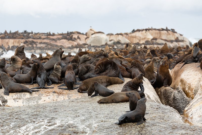Cape Fur Seals, Duiker Island | Hout Bay and Duiker Island - Western Cape, South Africa (IMG_9140.jpg)