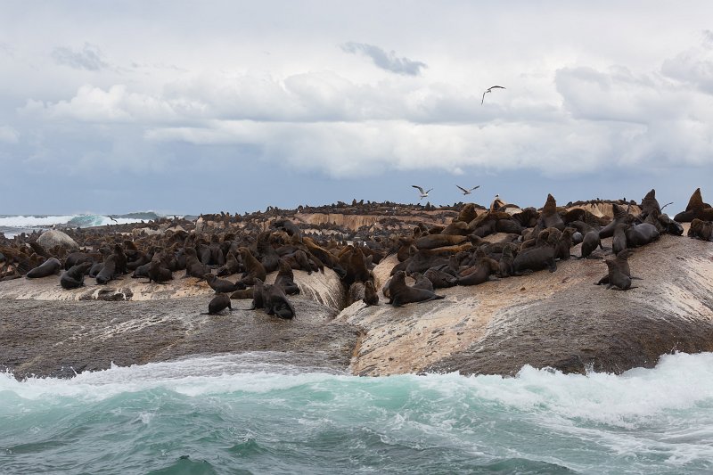 Cape Fur Seal Colony, Duiker Island | Hout Bay and Duiker Island - Western Cape, South Africa (IMG_9156.jpg)