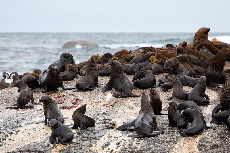 Cape Fur Seals, Duiker Island | Hout Bay and Duiker Island - Western Cape, South Africa (IMG_9165.jpg)