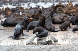 Cape Fur Seals, Duiker Island