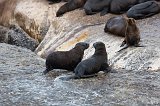 Cape Fur Seals, Duiker Island