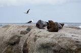 Cape Fur Seals and Cape Gull, Duiker Island