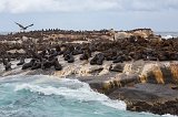 Cape Fur Seal Colony, Duiker Island