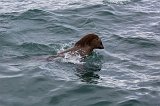 Cape Fur Seal in the Water, Duiker Island