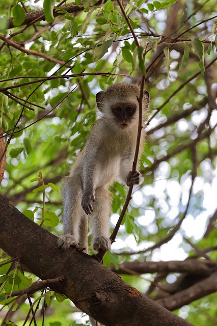 Vervet Monkey | Kapama Private Game Reserve - Limpopo, South Africa (IMG_9661.jpg)