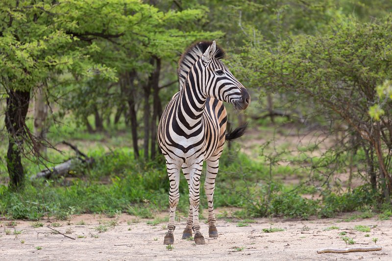 Burchell's Zebra | Kapama Private Game Reserve - Limpopo, South Africa (IMG_9869.jpg)