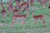 Herd of Impalas