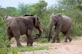 Two Young Elephants Playing