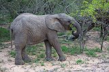 Young Elephant Eating Branches