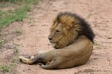 Sothern African Lion