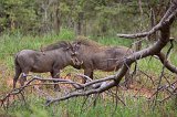 Southern Warthog and Red-Billed Oxpeckers