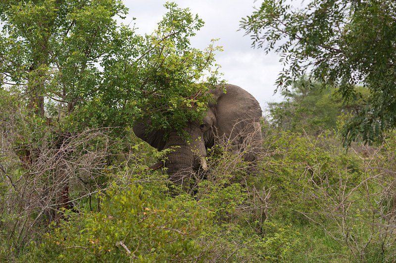 African Bush Elephant | Kruger National Park - South Africa (IMG_0176.jpg)