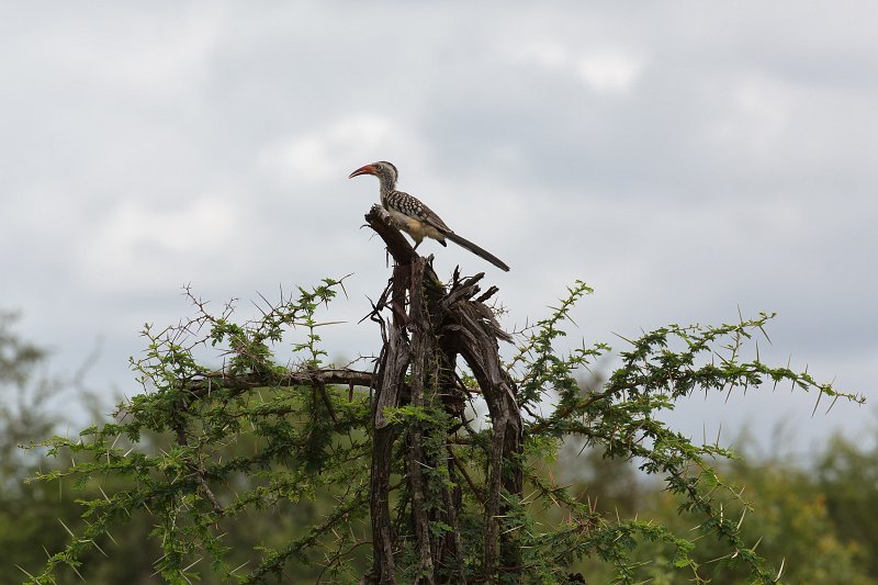 Southern Red-Billed Hornbill | Kruger National Park - South Africa (IMG_0267.jpg)