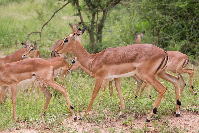 Impala Ewes | Kruger National Park - South Africa (IMG_0272.jpg)