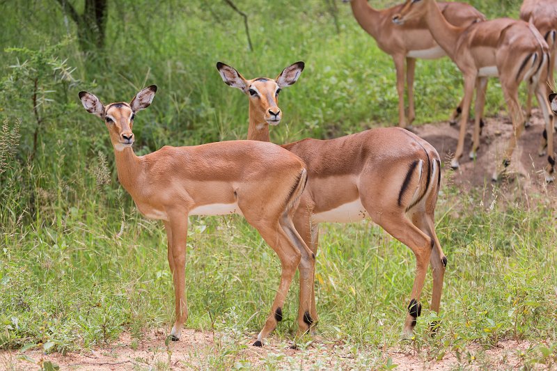 Two Impalas | Kruger National Park - South Africa (IMG_0274.jpg)