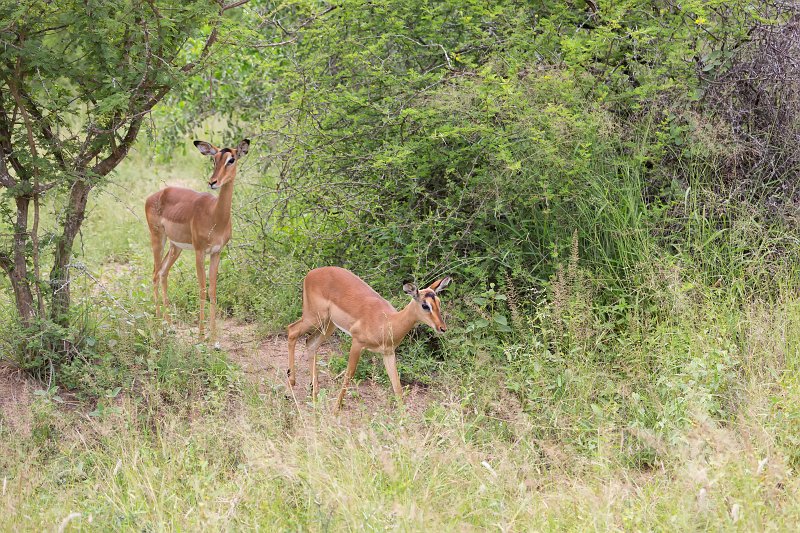 Impalas | Kruger National Park - South Africa (IMG_0294.jpg)
