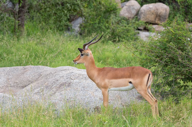Male Impala | Kruger National Park - South Africa (IMG_0320.jpg)