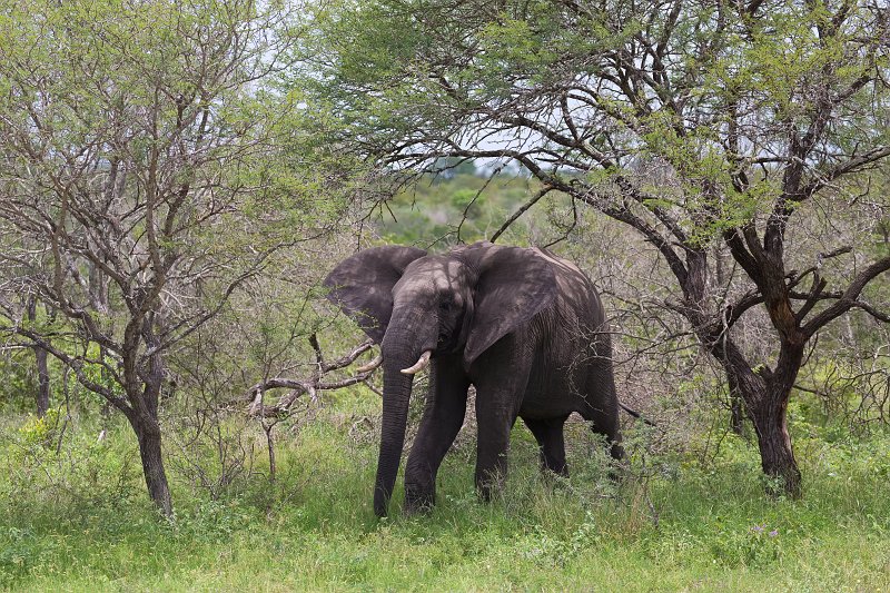 African Bush Elephant | Kruger National Park - South Africa (IMG_0338.jpg)