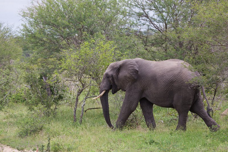 African Bush Ealephant | Kruger National Park - South Africa (IMG_0342.jpg)